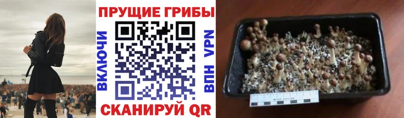блэк спрут зеркало  Кыштым  Псилоцибиновые грибы Psilocybine cubensis 